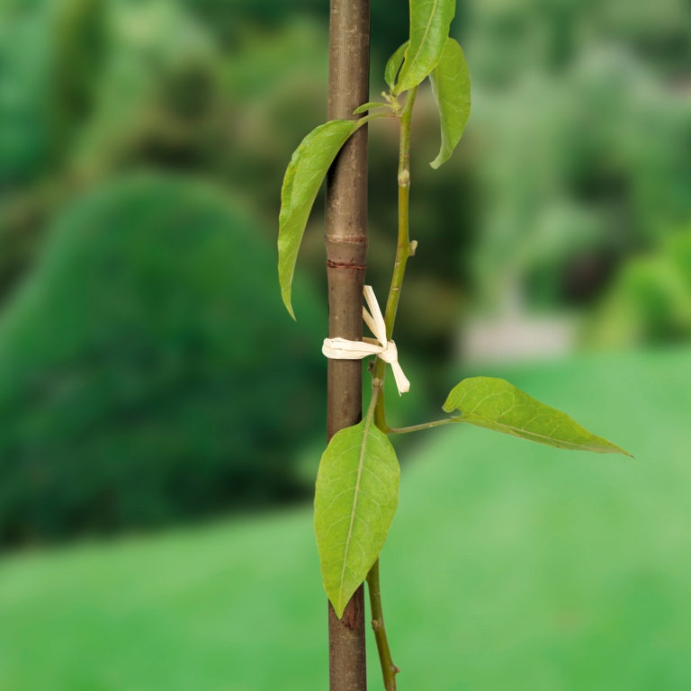 Ambassador Bamboo Canes 3' Pack 20