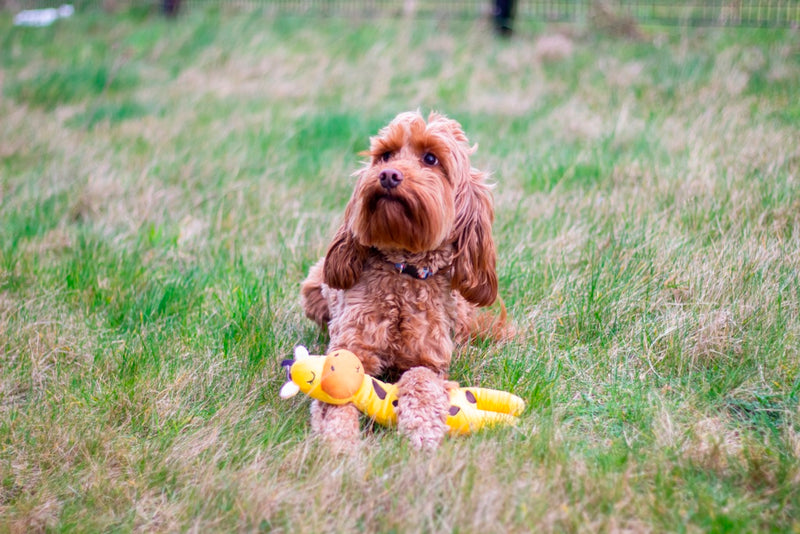 ROSEWOOD Eco Friendly Giraffe Dog Toy