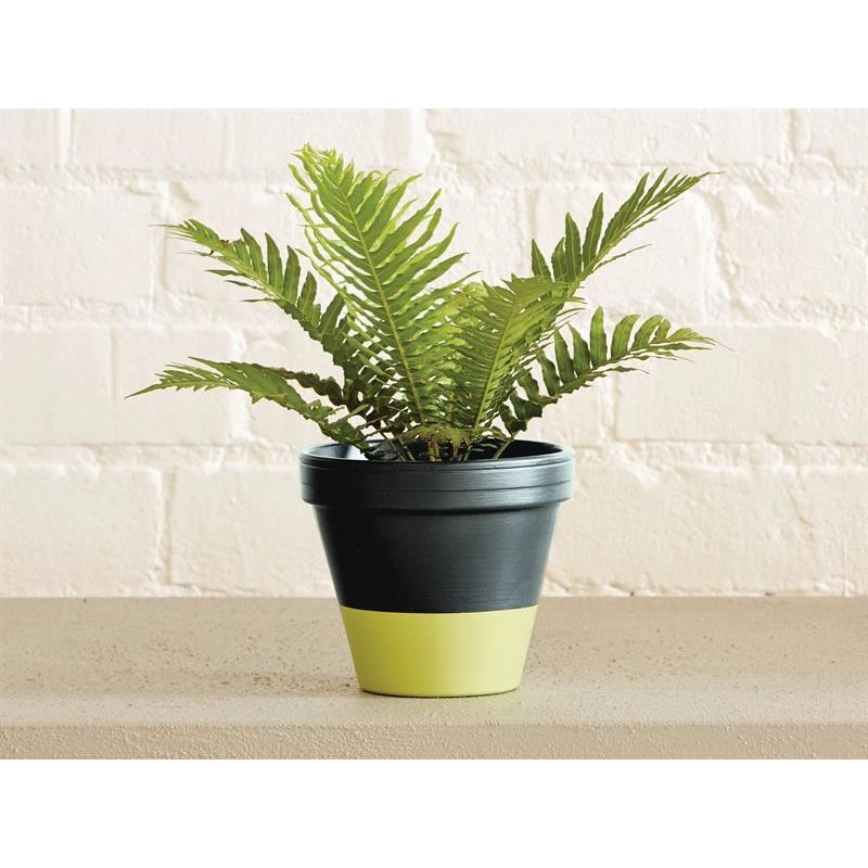 Ronseal Garden Paint Lime Zest 250ml Ronseal - RockBottom Nothampton