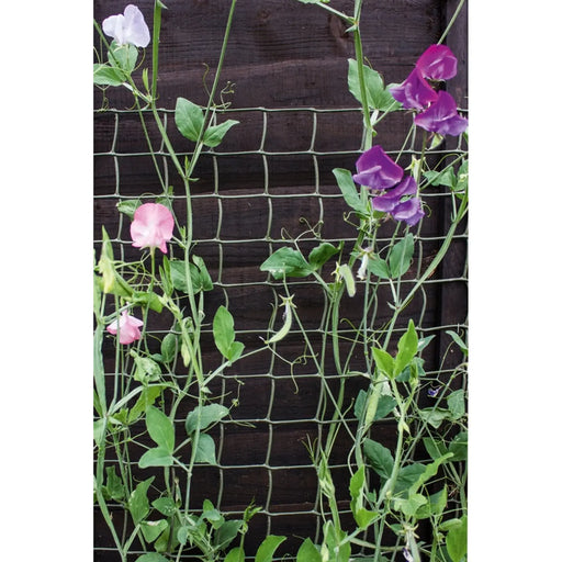 Ambassador Climbing Plant Support Green 30 x 1m