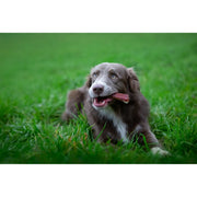 ROSEWOOD Chewy Bones With Duck Medium