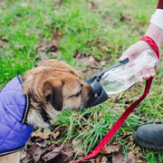 Henry Wag Water Bottle With Leaf Bowl Grey