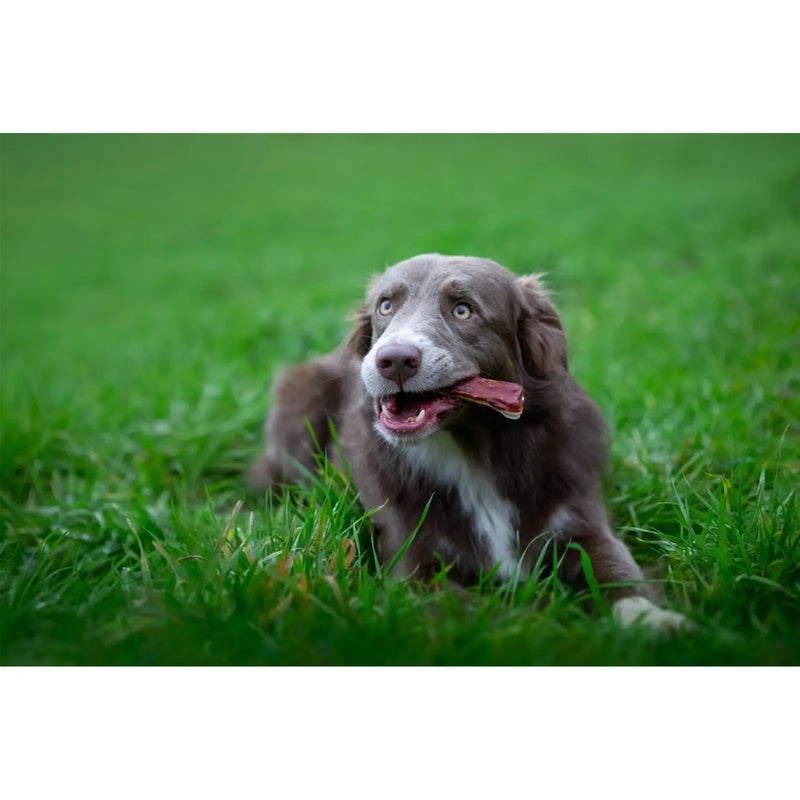 ROSEWOOD Chewy Bones With Duck Medium