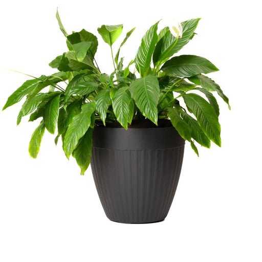 Garden Central Madison Ribbed Slate Planter 37 x 37 x 57cm