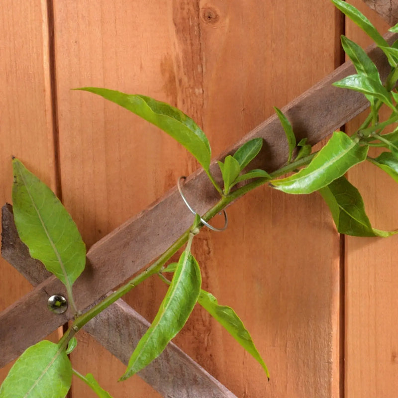 Ambassador Galvanised Plant Rings